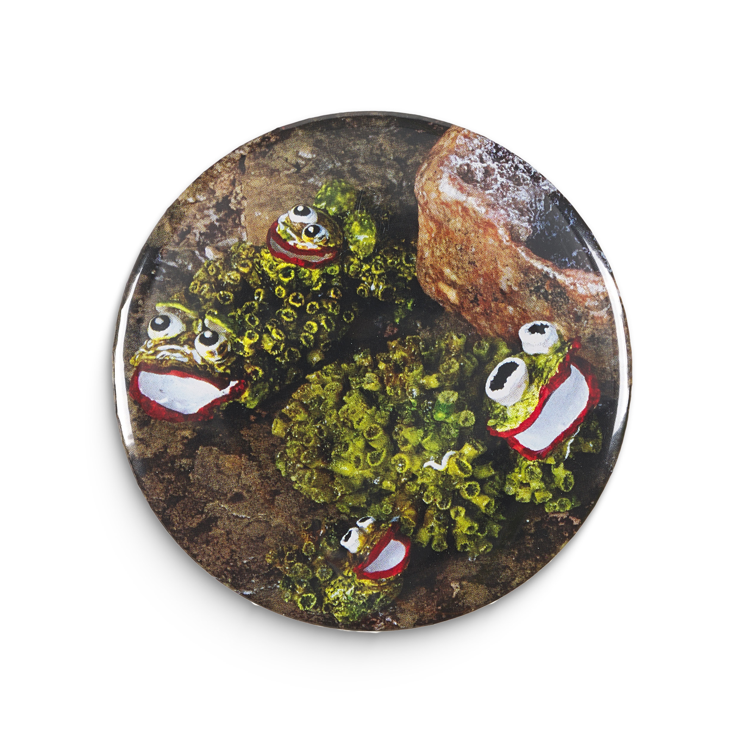 Καθρεφτάκι Βρεκεκέξης